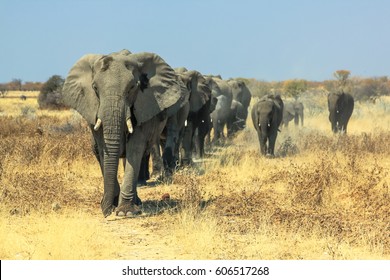 A Herd Of African Elephants Charging In Ethosa National Park Namibia On Yellow Grass Savanna Ground