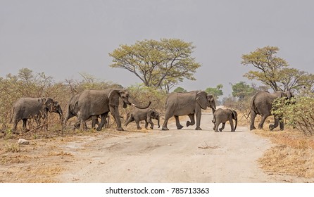 Elephant On Road High Res Stock Images Shutterstock