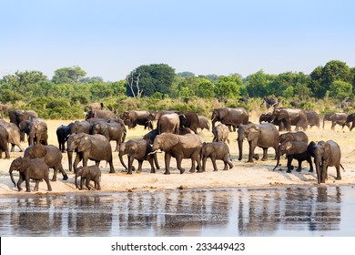 A herd of African elephants drinking at a muddy waterhole, Hwange national Park, Zimbabwe. True wildlife photography