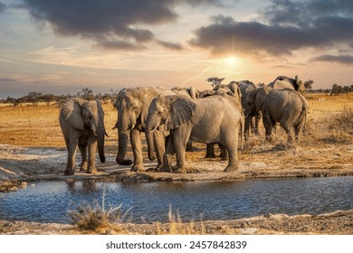 herd of african elephants drinking water at the waterhole at sunset - Powered by Shutterstock