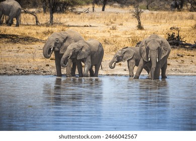 A herd of African elephants drinking water in a lake at Tarangire National Park, Kwa Kuchinia, Tanzania - Powered by Shutterstock