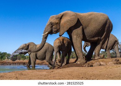 A herd of African elephants drinking at a waterhole in Botswana