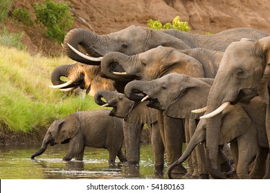 A herd of African elephants drinking at a waterhole lifting their trunks at the same time