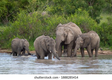 A herd of African Elephants having a drink of water on a safari in South Africa