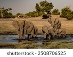 herd of African elephants at sunset Botswana (Loxodonta africana)