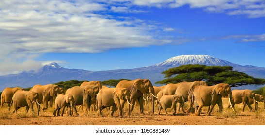 Herd of african elephants taken on a safari trip to Kenya with a snow capped Kilimanjaro mountain in Tanzania in the background, under a cloudy blue skies.