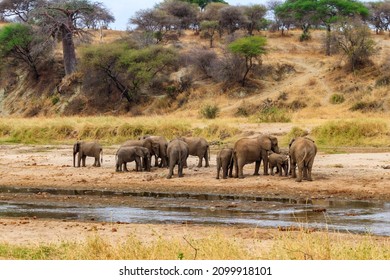 Herd of african elephants at the Tarangire river in Tarangire National Park, Tanzania