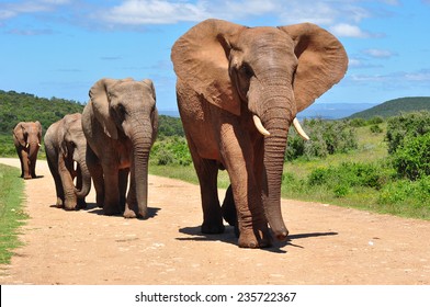 Herd Of African Elephants Walking