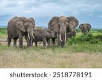 A herd of African savanna elephants grazing while a mother elephant lactates a baby at the start of the wet season in Amboseli National Park, Kenya