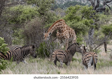 Herd of African zebras and one giraffe, proximity of different species of animals in the same area. Safari in Kruger National Park, South Africa, savannah. wildlife, wild nature, natural habitat - Powered by Shutterstock