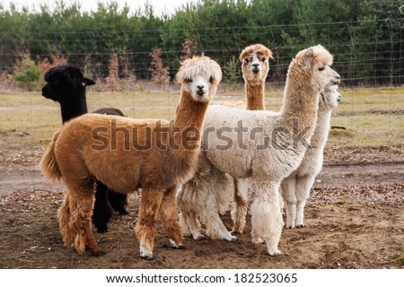 herd of alpacas