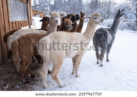 herd of alpacas in winter against the backdrop of a snowy forest, full length