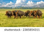 A herd of American Bison (buffalo)  with calves sheding their winter coat, in  North Dakota