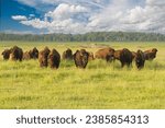 A herd of American Bison (buffalo)  sheding their winter coat, in  North Dakota