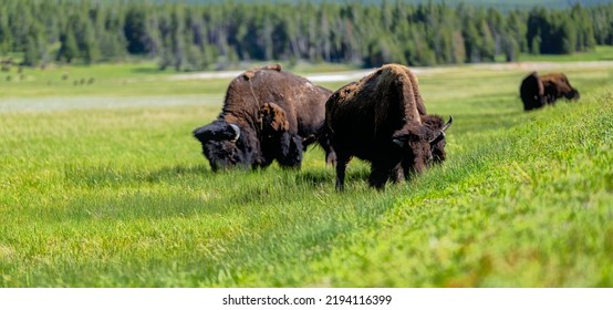 Herd Of American Bison Grazing.