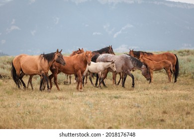 Herd of American Quarter Horses in the Dryhead area of Montana in front of the Pryor Mountains - Shutterstock ID 2018176748
