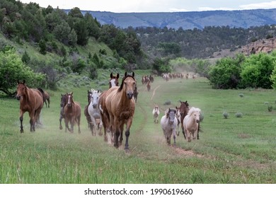 Herd of American Quarter horses galloping in dusty field in the Pryor mountains of montana.