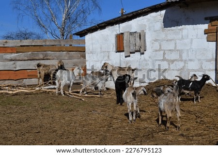 A herd of Anglo-Nubian and Alpine goats in a paddock.Domestic affectionate animals. Goats of different colors.