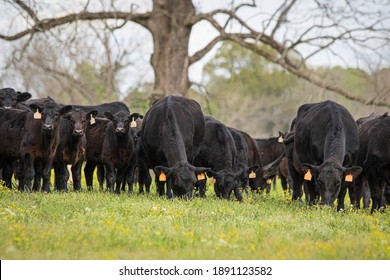 Herd of Angus cows and calves lined up, shot from low angle, in an early spring pasture in the southern United States.