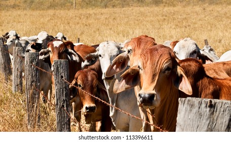 Herd Of Animals In Australia, Brown Cow And Grey Brahman Cows Line Up Along An Old Barb Wire Farm Fence On An Australian Beef Cattle Ranch