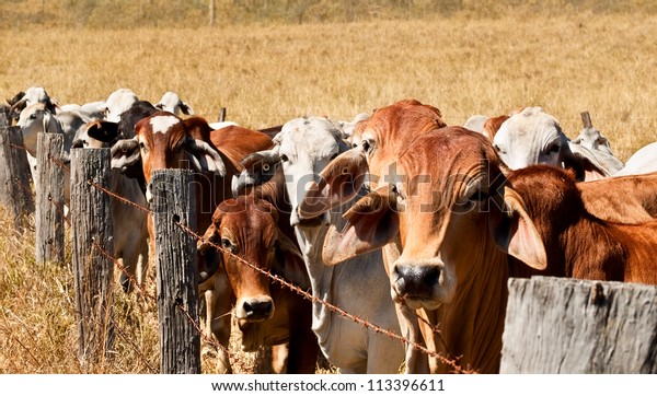 オーストラリアの家畜の群れ 茶色の牛と灰色のブラフマンの牛が オーストラリアの牛の牧場の古い鉄条網に沿って並ぶ の写真素材 今すぐ編集