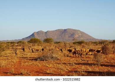 A Herd Of Antelopes In Tsavo East Kenya