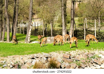 Herd of Antilops