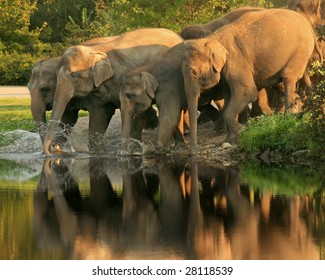 A Herd Of Asian Elephants (Elephas Maximusswim) Takes A Late Afternoon Swim