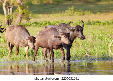 Herd of Asiatic buffalo at a waterhole in Yala, Sri Lanka