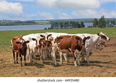 A Herd Of Ayrshire Cattle In Rural Prince Edward Island, Canada.