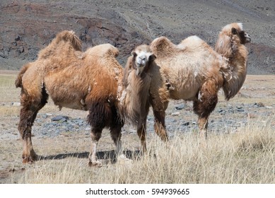 Herd of Bactrian spring in the mountains