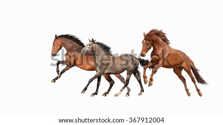 Herd of beautiful horses that gallop isolated on white background. Three Mustang in motion.