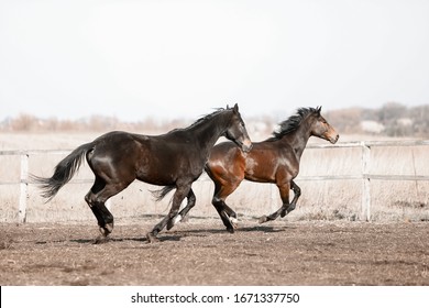Herd of beautiful horses that ride in nature