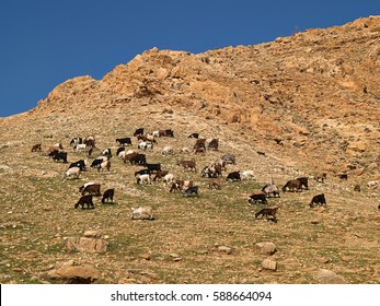 Herd of Bedouin sheep and goats in the desert on a hill with clear sky background - Powered by Shutterstock