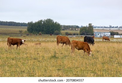 A Herd Of Beef Cattle In A Farmers Field. Taken In Alberta, Canada