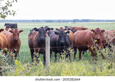 A Herd Of Beef Cattle. Taken In Alberta, Canada