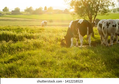 Herd of belgian blue cows graze on the open green meadows at sunset. - Powered by Shutterstock