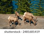 A herd of big horn sheep walk in the summer near the beautiful Lake Minewanka in the mountains of Banff National Park in Canada.