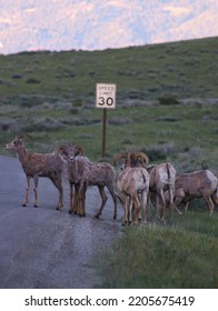 Herd Of Bighorn In Jackson Wyoming