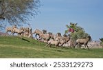 A herd of bighorn sheep move across the golf course at Hidden Shores RV Park, just north of the Laguna Dam in Yuma County, Arizona