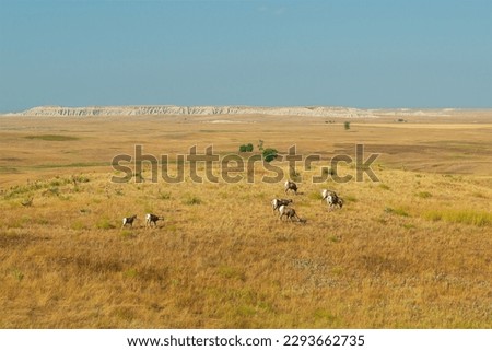 Herd of Bighorn Sheep (Ovis canadensis) at sunset, Badlands national park, South Dakota, USA.