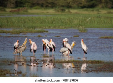 Herd Birds African Lake Stock Photo (Edit Now) 788429809