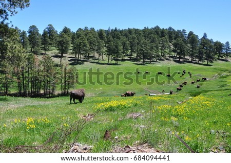 Herd of Bison