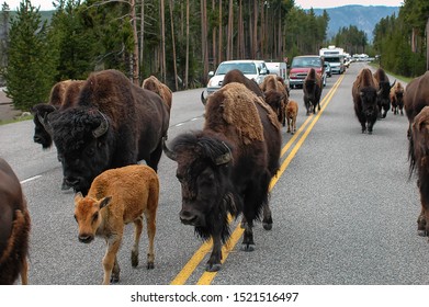 Herd of bison blocking  road in Yellowstone National Park, Wyoming, USA