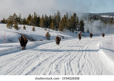 A herd of bison buffalo walking down a snow covered road in Yellowstone National Park.