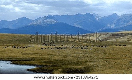 Similar – Image, Stock Photo Mountains in front of meadow with low clouds in autumn