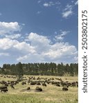 Herd of bison in a field in Custer State Park, South Dakota