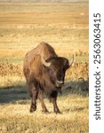 A herd of bison in a field in Grand Teton National Park