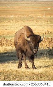 A herd of bison in a field in Grand Teton National Park