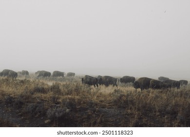 Herd of bison in grassy field on a foggy day in Yellowstone National Park - Powered by Shutterstock